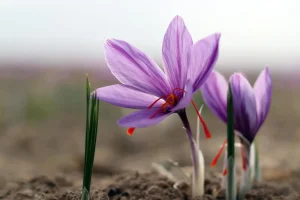 این شفادهنده ی برای پوکی استخوان است