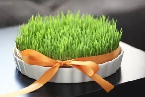 هنوز سبزه عیدتو نکاشتی؟ | نگران نباش کلیک کن تا یک سبزه با رشد 3 روزه بهت آموزش بدن