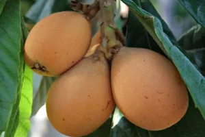 تا عید از شر همه بیماری بدن بخصوص چربی و چین و چروک با این میوه کوچولو و خوشمزه