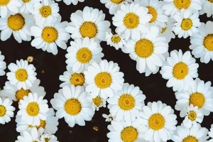 میخوای تا 120 سالگی موهای پرپشت و براق و زیبا داشته باشی؟ مصرف این گیاه زیبارو از دست نده