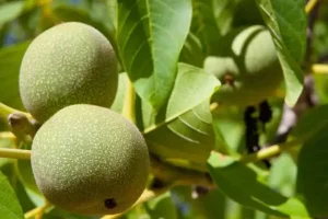 بهبود عملکرد و تقویت مغز، درمان ناباروی و سلامت روده با این میوه تازه و خوشمزه
