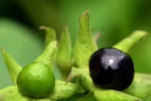 درمان بیماری‌های عفونی، درمان آسم، درمان اختلالات صفراوی و مجاری ادرار با این گیاه