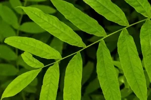 این گیاه تمام سموم بدن رو بیرون میکشه و قابلیت ضد پیری و درمان شب کوری و تقویت چشم رو داره