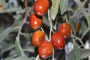 درمان کبد چرب، پیشگیری از پوکی استخوان، جوان سازی پوست با این دانه ارزان قیمت