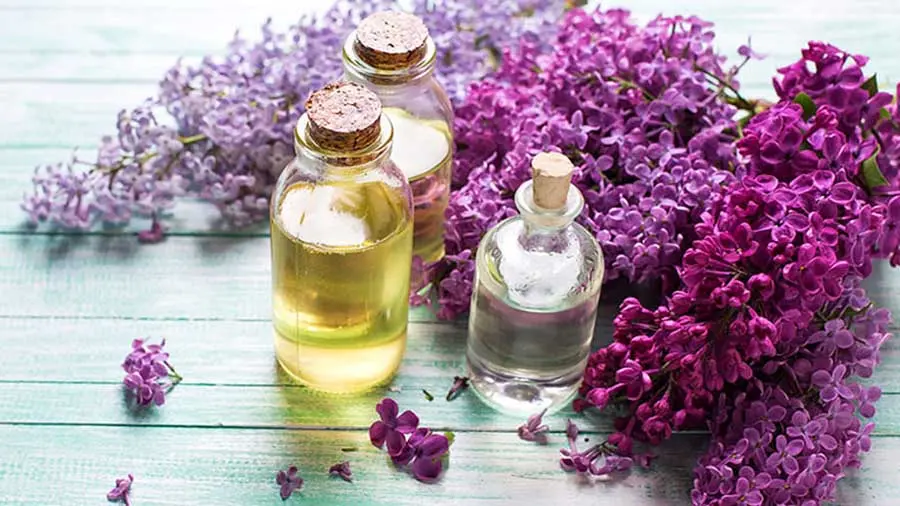 روغن این گیاه قاتل خشکی و اگزما، ضد استرس و شوره سر، ضد التهاب، رفع استرس و درمانگر بی‌خوابی است