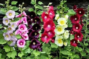 دمنوش این گیاه ضدالتهاب و درمان چربی خون است