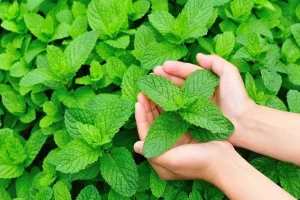 این گیاه معطر باعث کاهش درد و رفع گرفتگی مجاری تنفسی می شود
