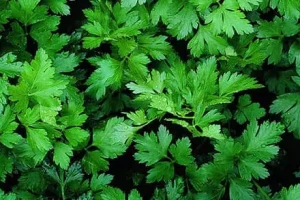 با این سبزی مقرون به صرفه کم خونی و نابود کن