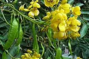 این گیاه روده هاتون رو جلا میده و تقویت کننده و درمانگر مشکلات پوستی و مو است