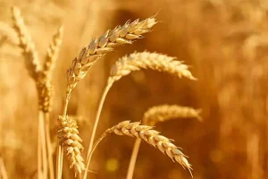 کاهش علائم یائسگی با میراث ارزشمند طب سنتی | با این دانه طلایی و مقرون به صرفه بدنتان را شارژ کنید