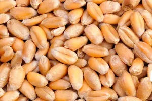 استخوان های فولادی، روده نو و سالمو یک کیسه صفرای دسته اول با مصرف این دانه در یک وعده غذایی