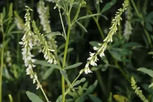 درمان سریع السیر هموروئید و ورید واریسی رو به این گیاه دم دستی بسپارید