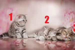 تست شخصیت شناسی | انتخاب یکی از 3 بچه گربه نشان می دهد که در آینده چه چیزی در انتظار شماست
