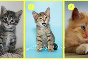 تست شخصیت شناسی | یک گربه انتخاب کن تا بگم تعادل روانی داری یا نه