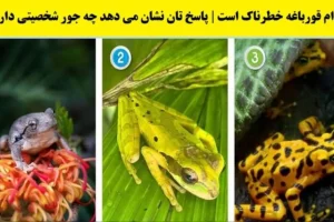 تست شخصیت شناسی | به نظت کدوم از قورباغه ها سمی هستش؟ بگو تا نقاط قوت و ضعفتو بگم