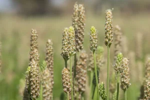 دانه این گیاه یبوست و اسهال را برطرف،دیابت، التهاب روده، چربی و فشار خون را درمان می کند