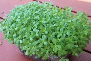 تاکید معصومین (ع) و کتاب مخزن الادویه برای مصرف این گیاه شفاد دهنده