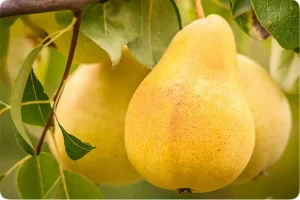 میخوای بدون دکتر و دارو لاغر شی؟ فقط روزی یدونه از این میوه رو بخور