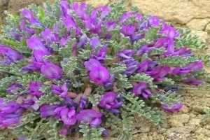 درمان سیروز کبدی، آسم، تقویت شنوایی و جلوگیری از عفونت ها با این این گیاه