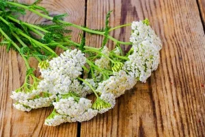 کاهش خونریزی سنگین قاعدگی، جلوگیری از مشکلات لگن، از بین بردن درد قاعدگی با این گیاه دم دستی