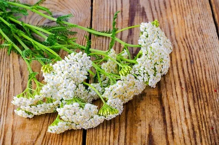 کاهش خونریزی سنگین قاعدگی، جلوگیری از مشکلات لگن، از بین بردن درد قاعدگی با این گیاه دم دستی