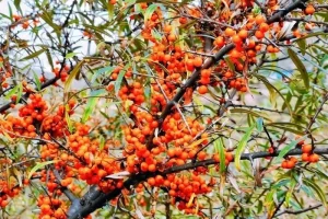 این میوه کوچک و بامزه قاتل خشن دیابت است