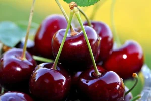 تقویت قوای جنسی و اثربخشی بهتر از کدئین با این میوه فصل
