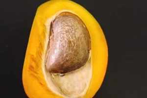 هسته این میوه خواص و کاربردیایی که تا الان اشتباهی می ریختیمش دور