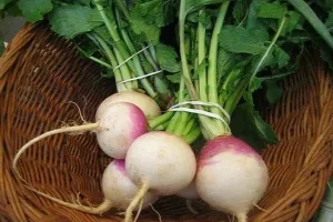 این سبزی ضد سرطانی متخصص تسکین عفونت های تنفسی