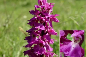 این گیاه عربی قاتل تمام عفونت ها، حساسیت ها و آنفولانزا است + بهبود اخلاط خونی