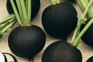 این سبزی سنگ کلیه را نابود می کند