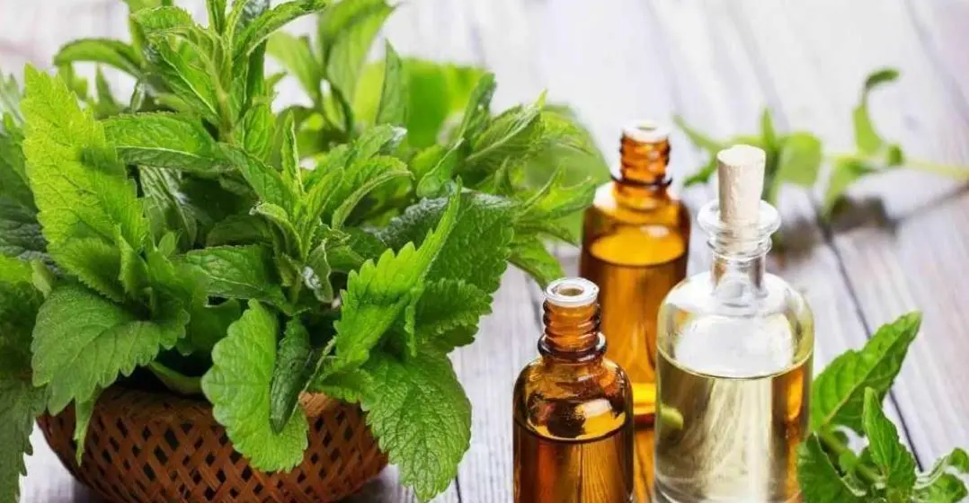 این گیاه متخصص کاهش درد، بهبود خواب و تقویت حافظه