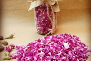 با این روش بهتر از بازاریا گل محمدی رو خشک کن | خواص گل محمدی برای سلامت