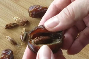 یه عمر اشتباهی هسته این میوه رو دور می ریختیم | هسته این میوه یک نیروگاه آنتی اکسیدان و شفا دهنده است