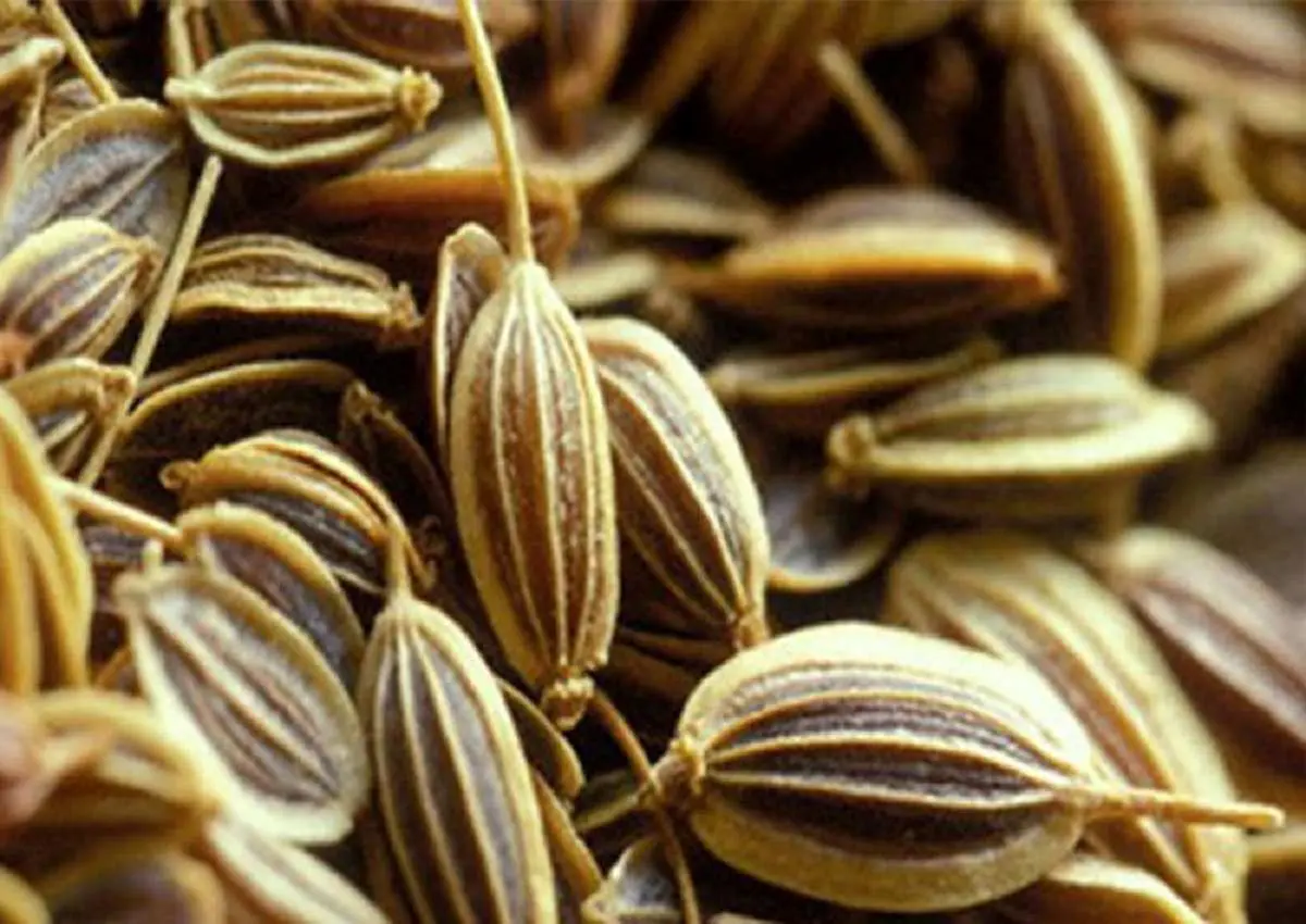 17 بیماری داخل معده را با این گیاه پادشاه در ناشتای صبح شفا دهید