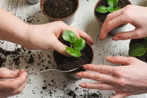 میخوای رشد گیاهان آپارتمانیت دو برابر شه؟ | با این ترفند رشد گیاهات زیاد میشه