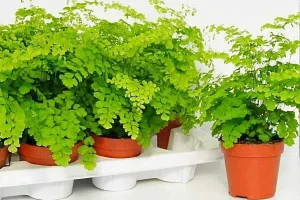 عفونت شدید کلیه ها و مثانه را با این گیاه از بین ببرید