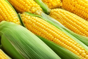این گیاه مفید برای پروستات سنگ کلیه را دفع می کند