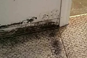 کپک فرش و موکت رو با این روش های آسان سه سوته از بین ببر