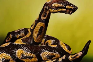 تست شخصیت شناسی مار | مار می بینید یا دست؟ چیزی بیش از آنچه به چشم می خورد وجود دارد!