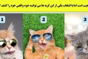 تست شخصیت شناسی | یک گربه انتخاب کن تا بگم تو جمعا آروم و با کلاس ، پر شور یا مغرور و رو مخی