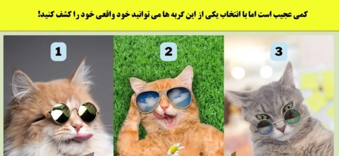 تست شخصیت شناسی | یک گربه انتخاب کن تا بگم تو جمعا آروم و با کلاس ، پر شور یا مغرور و رو مخی