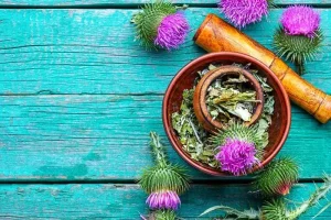 این گیاه خار دار تنها راه قطی درمان قند خون شناخته شده است | هر روز مصرف کنید