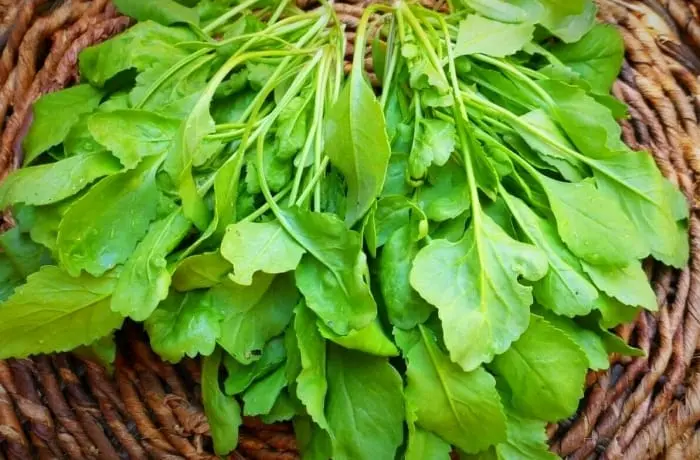 این سبزی سرفه را درمان میکند