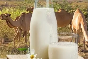 درمان هپاتیت C با خوردن شیر این حیوان