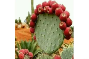 توانایی هیپوگلیسمی این میوه فقط می‌تواند سطح بالای گلوکز خون را کاهش داده و درمانگر اول بیماری قند خون باشد