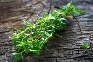 نفخ دارید ؟ درمان نفخ معده و روده با این گیاه خانگی