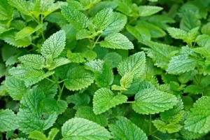 تمام مشکلات بی حالی شما با این دانه تاریخی ای از بین می رود