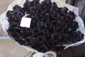 ترفند کاشت گل رز در کمترین جای خانه | با این ترفند همیشه تو خونت گل رز زیبا داری