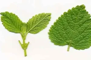 این گیاه خاردار مشکل تیروئید شما را تا 120 سال حل می کند